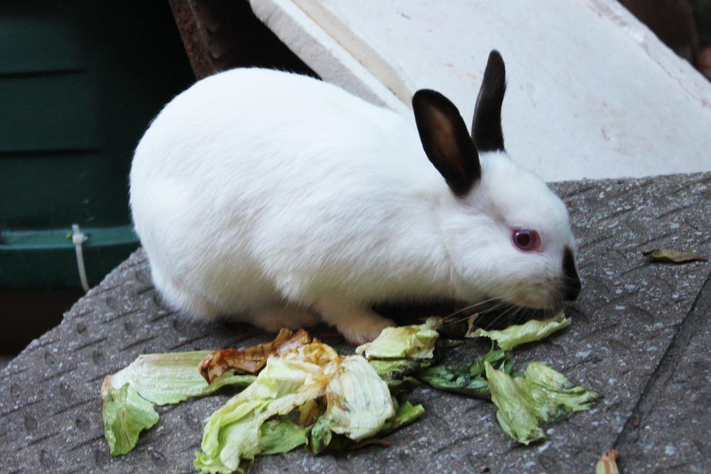 Hiplus kanin vård