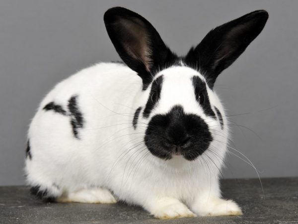 Stomatitis bij konijnen