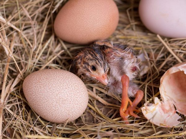 A guineai tojások inkubálása