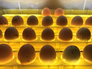 Incubation of chicken eggs