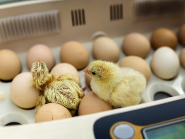 Incubatoare de ouă de pui