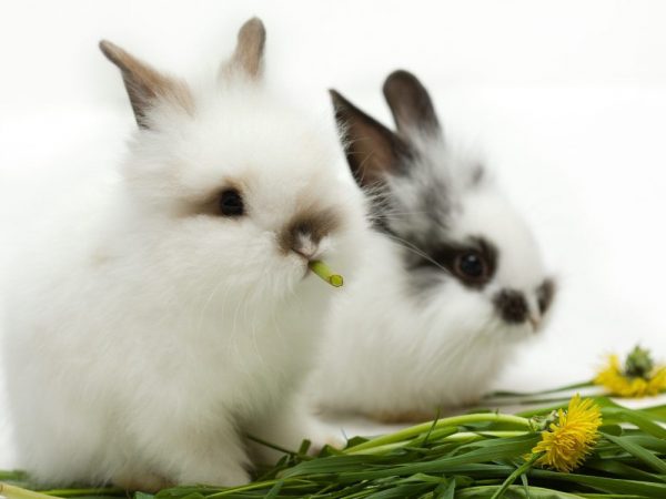 Interesting facts about rabbits