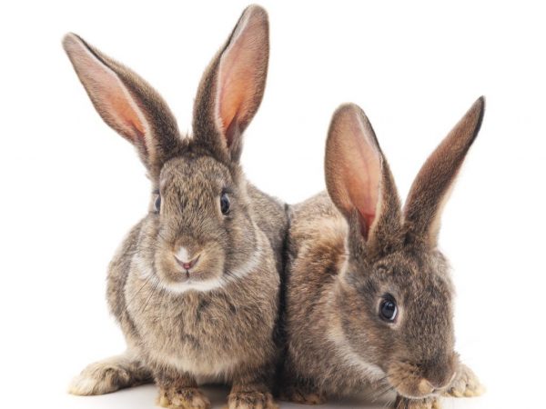 Ongewone capaciteiten van konijnen
