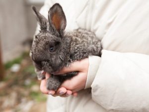 Künstliche Befruchtung von Kaninchen