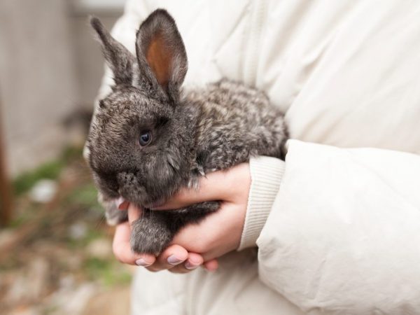 Inseminación artificial de conejos