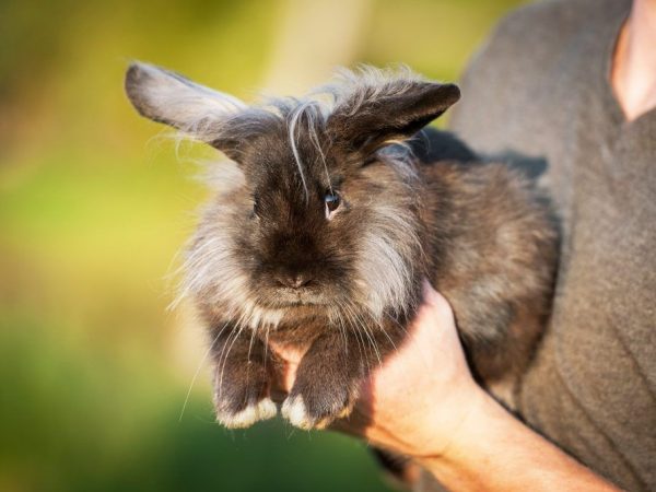 Iodine solution for rabbits