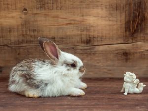 Waarom dromen konijnen