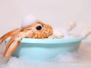 Hur man tvättar och badar en kanin