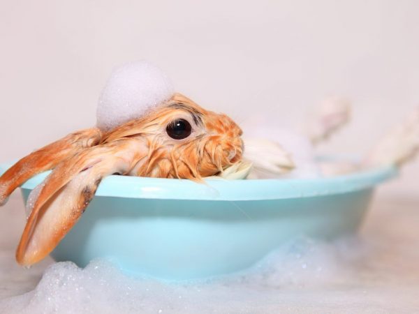 Cómo lavar y bañar a tu conejo