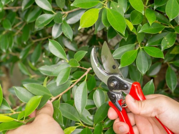 Μέθοδοι κλαδέματος Ficus και μέθοδοι σχηματισμού κορώνας