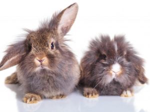 كيفية تحديد جنس الأرنب