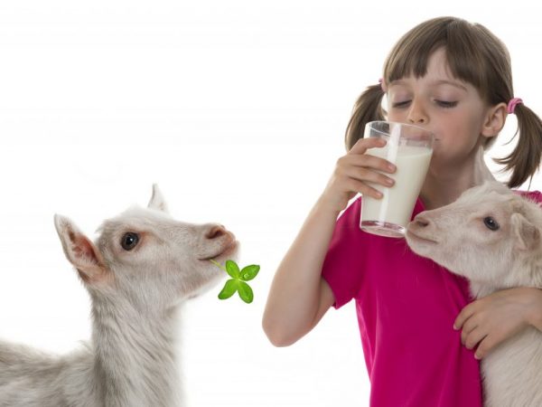 Getmjölk är god och hälsosam