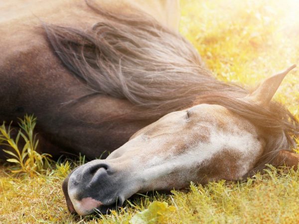 Como duermen los caballos