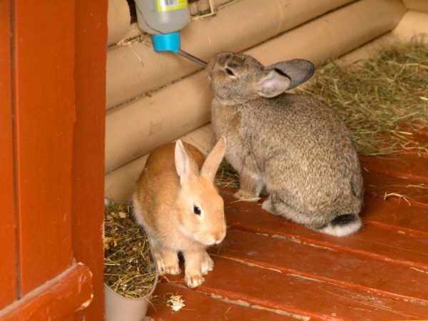 Montar un cobertizo para conejos