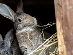 Doe-het-zelf verband voor konijnenhuid