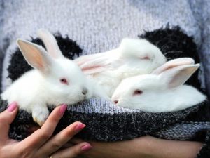 How to feed bunnies without a bunny