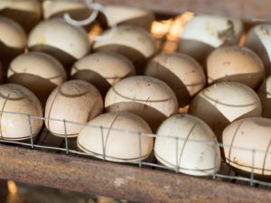 Jak položit kuřecí vejce do inkubátoru