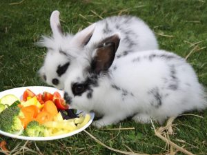 Groenten en fruit voor het konijn