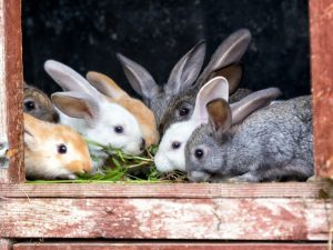 Choosing grass for rabbits