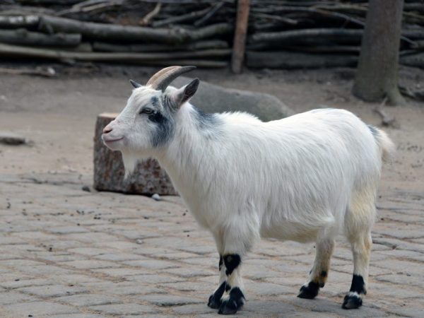 Chèvres du Cameroun