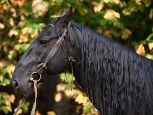 Karachajevskaja plemeno koní