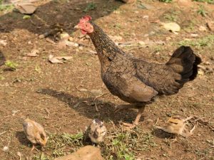 Dvärg- och miniraser av kycklingar