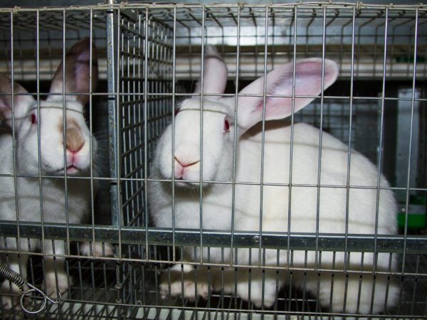 DIY konijnenkooi