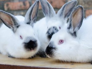 Mikhailovs burar för kaniner