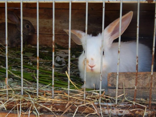 La mini granja de Mikhailov para conejos