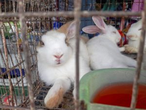 Rabbit cages