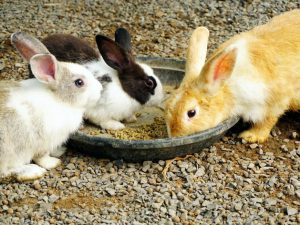 When to remove rabbits from mom