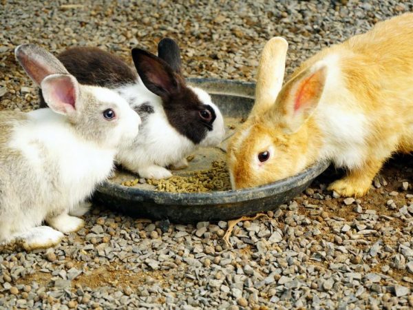 Wanneer moet u konijnen van moeder verwijderen?
