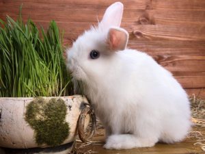 Coccidiostatics för kaniner