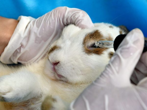 علاج التهاب الملتحمة في الأرانب