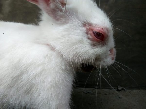 Symptomen van conjunctivitis bij konijnen