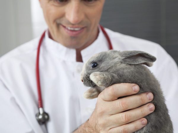 If a rabbit is sick, you need to contact your veterinarian.