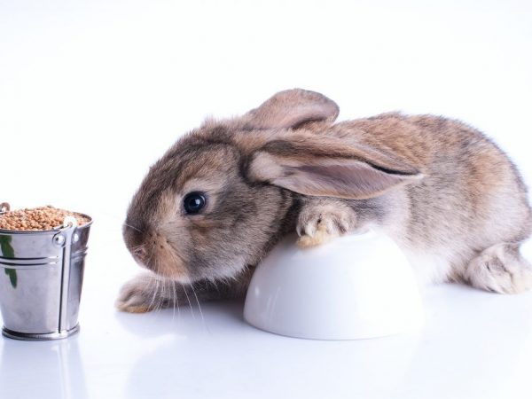 Conejos de alimentación con cereales