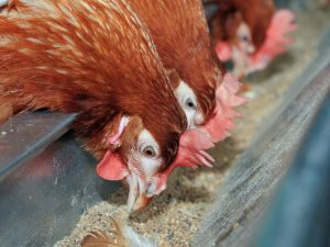 Kanalizacijska cijev za hranjenje piletine