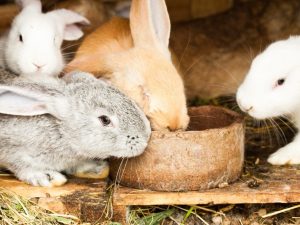 Alimentatoare de iepuri