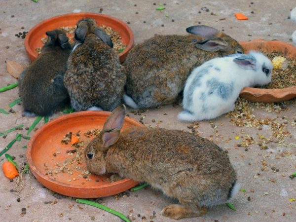 Feeding young rabbits