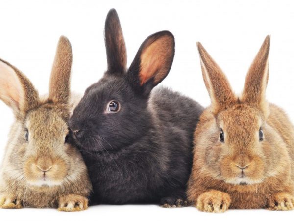 Hur man underhåller och sköter kaniner ordentligt
