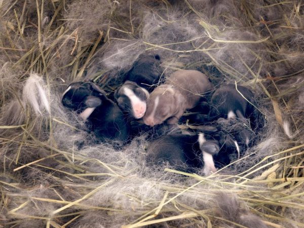 Pasgeboren konijnen verzorgen