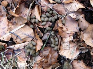 Rabbit dung as fertilizer