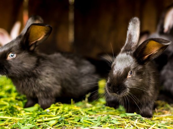 Conejo negro-marrón