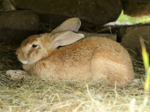 Rabbits of meat breeds