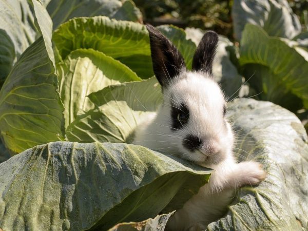Rabbit appearance