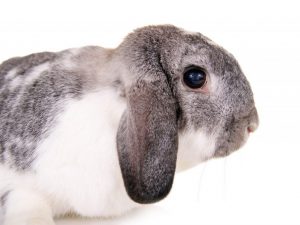 Lop-eared Dwarf Rabbit Ram