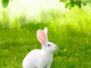Kaniner av rasen vit pannon