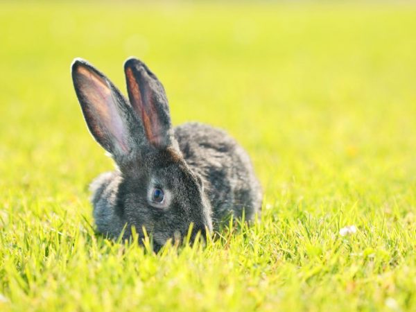 Beschrijving van het konijnenras Risen