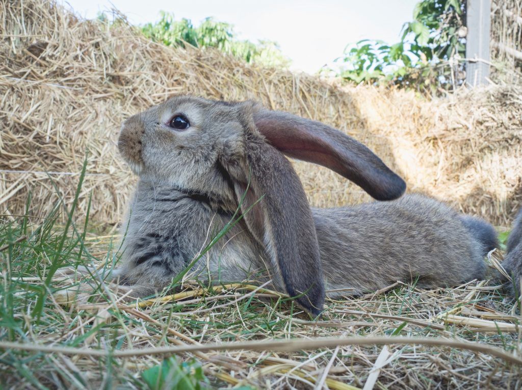 Uppfödning av en tysk kanin